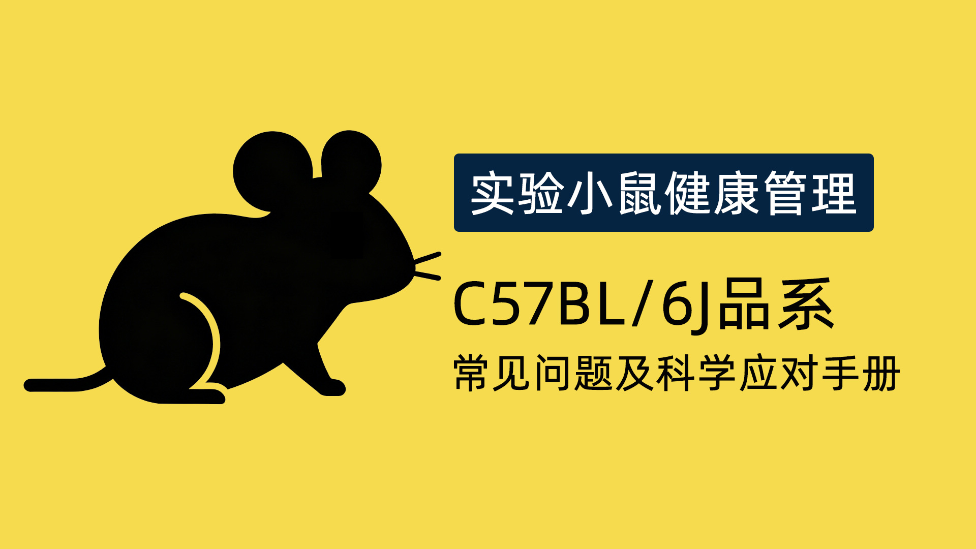 实验小鼠健康管理：C57BL/6J品系常见问题及科学应对手册