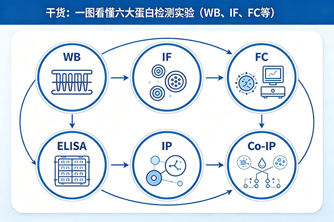 干货:一图看懂六大蛋白检测实验(WB、IF、FC等)