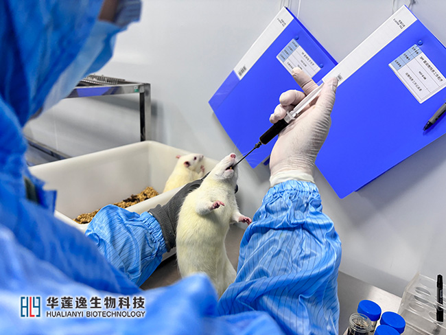 大小鼠灌胃给药